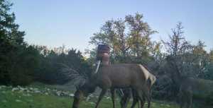 Other (7)