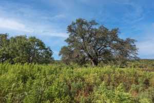 2550 Buck Ridge (20)