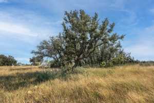 2550 Buck Ridge (28)