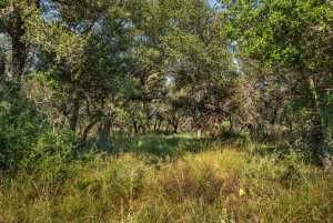2550 Buck Ridge (36)