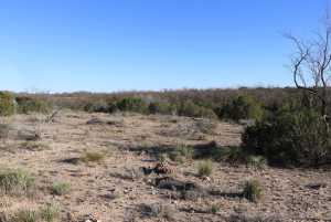 12834 Shin Oak Rd (5)