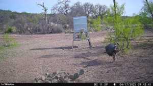 1072 Private Rd 3312 (4)