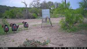 1072 Private Rd 3312 (13)