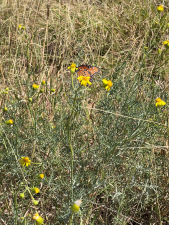 12522 Rasberry Lane (3)