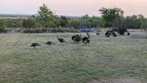 60 Loch Lomond Rd (2)