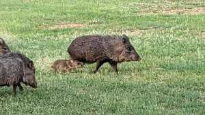 60 Loch Lomond Rd (3)