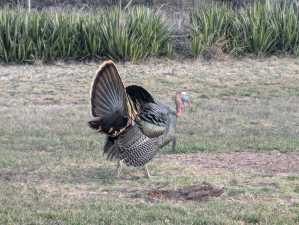 60 Loch Lomond Rd (48)