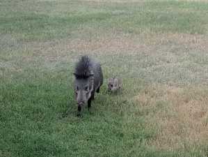 60 Loch Lomond Rd (49)